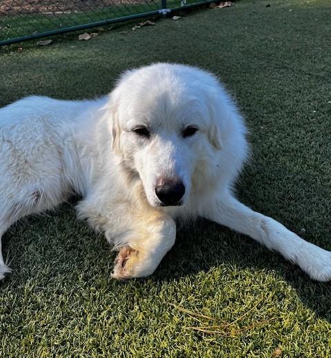 Enlarge Finn Beckett, a Adoptable Great Pyrenees in Atlanta, GA image 2/5