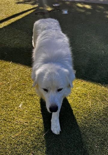Enlarge Finn Beckett, a Adoptable Great Pyrenees in Atlanta, GA image 3/5