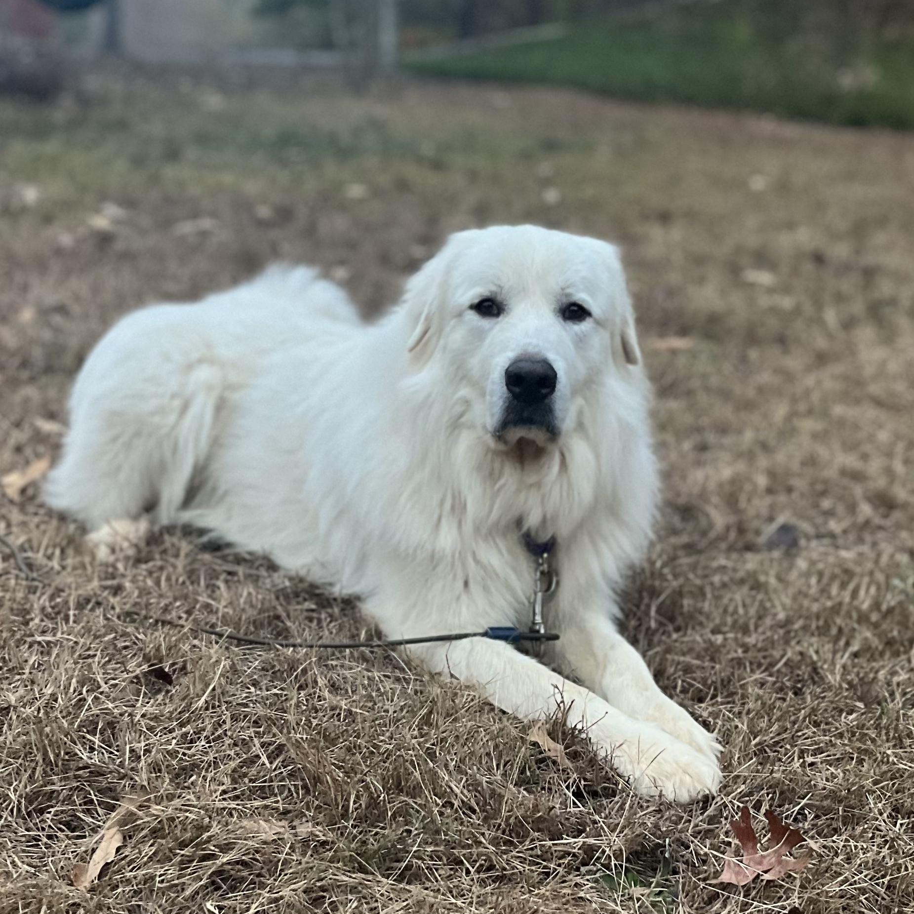 Finn Beckett, an adoptable Great Pyrenees in Atlanta, GA image 3/6