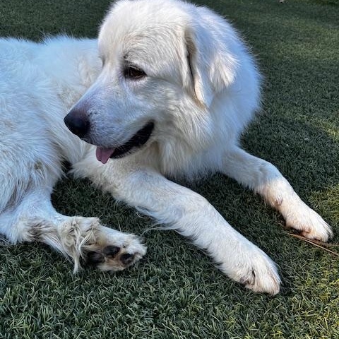 Enlarge Finn Beckett, a Adoptable Great Pyrenees in Atlanta, GA image 4/5