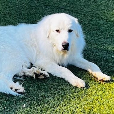 Finn Beckett, Adoptable, Adult Male Great Pyrenees.