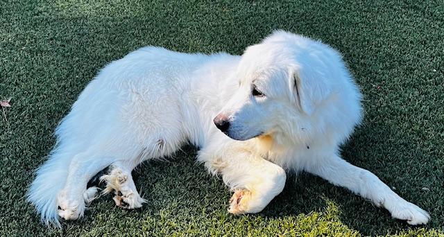 Enlarge Finn Beckett, a Adoptable Great Pyrenees in Atlanta, GA image 5/5