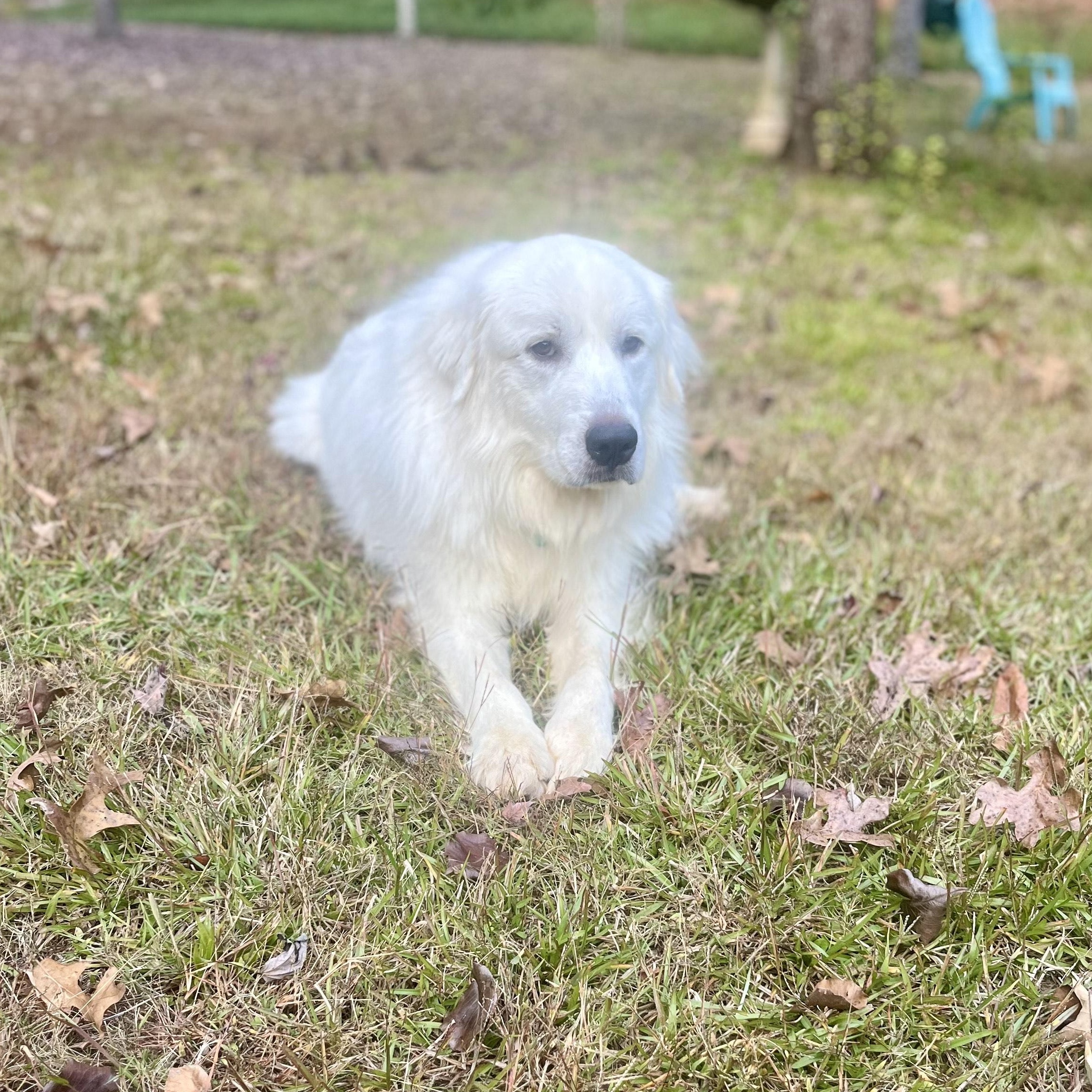 Finn Beckett, an adoptable Great Pyrenees in Atlanta, GA image 6/6