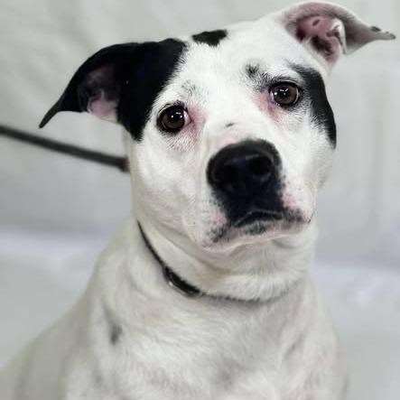 Baylor, Adoptable, Adult Female Pit Bull Terrier & Mixed Breed.