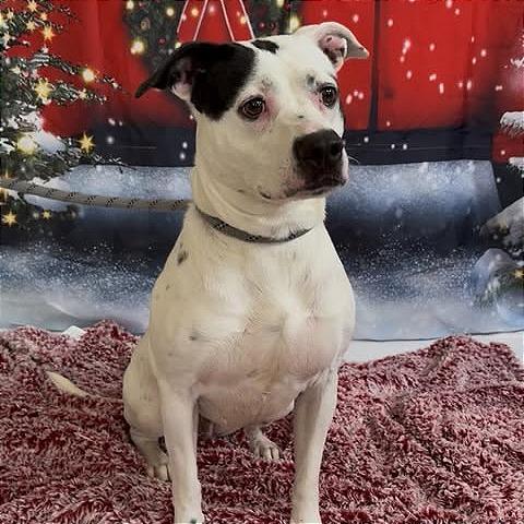 Enlarge Baylor, a Adoptable mixed breed in Weatherford, TX image 2/6
