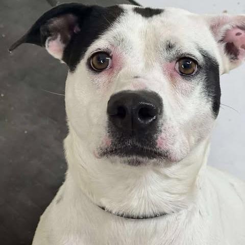 Enlarge Baylor, a Adoptable mixed breed in Weatherford, TX image 3/6