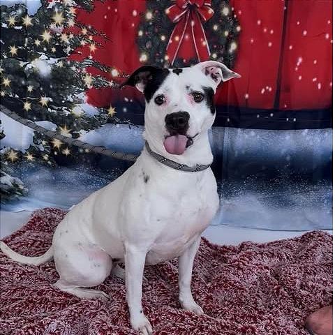 Enlarge Baylor, a Adoptable mixed breed in Weatherford, TX image 4/6