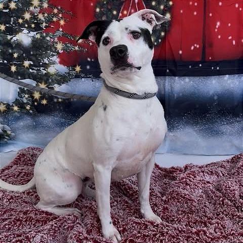 Enlarge Baylor, a Adoptable mixed breed in Weatherford, TX image 5/6