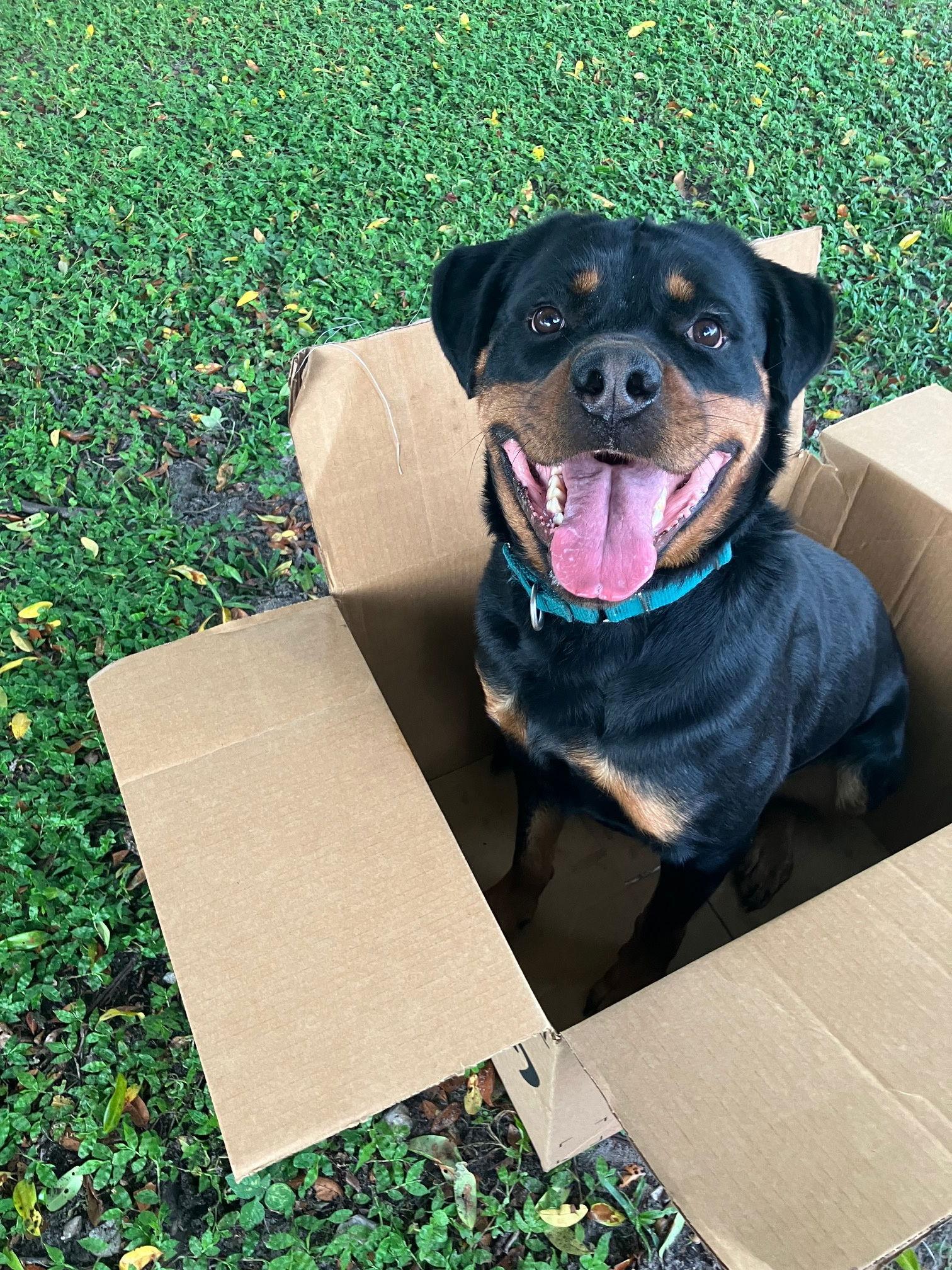 POE, Adoptable, Adult Male Rottweiler.