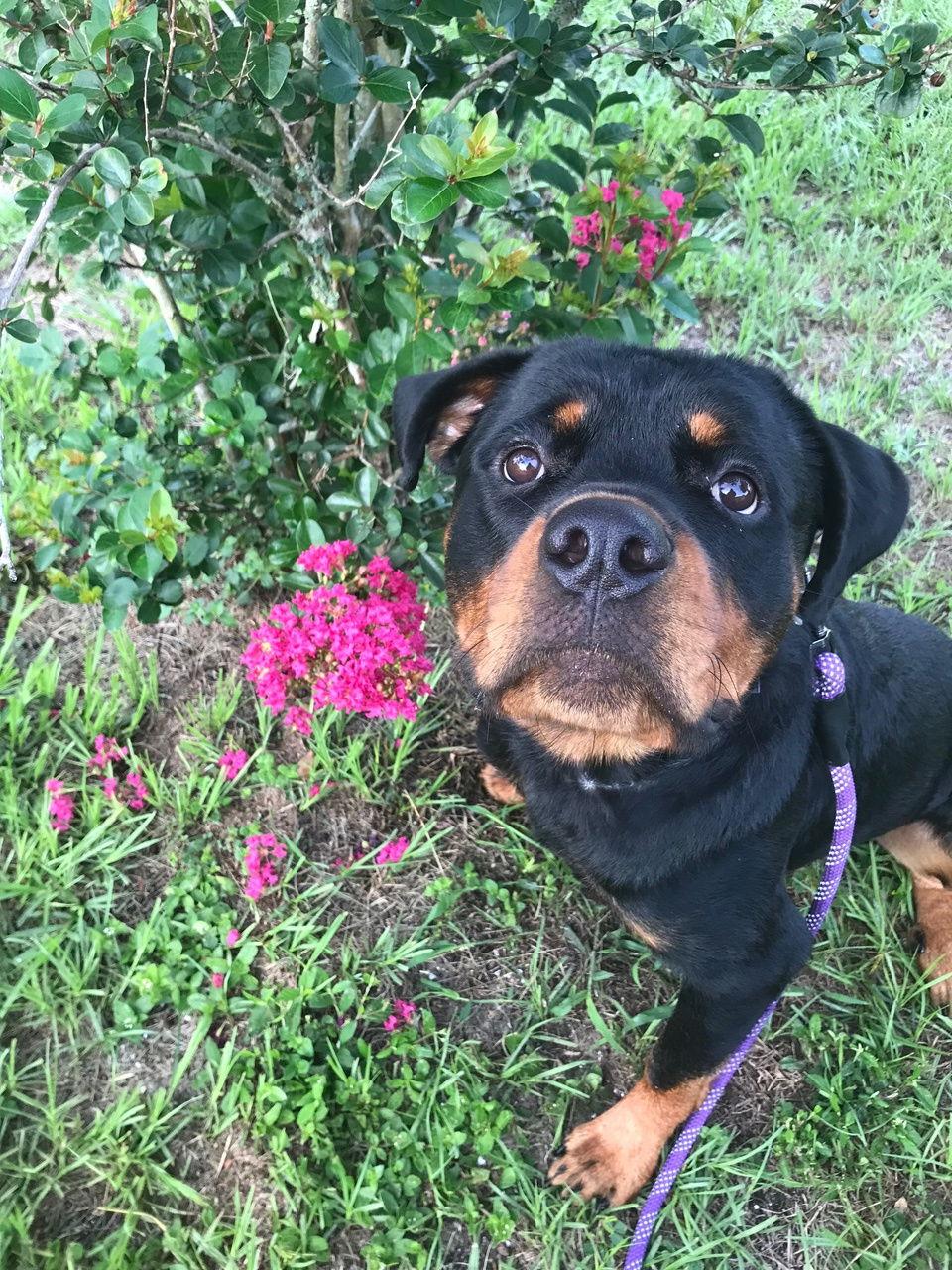 Enlarge POE, a Adoptable Rottweiler in Tampa, FL image 2/3