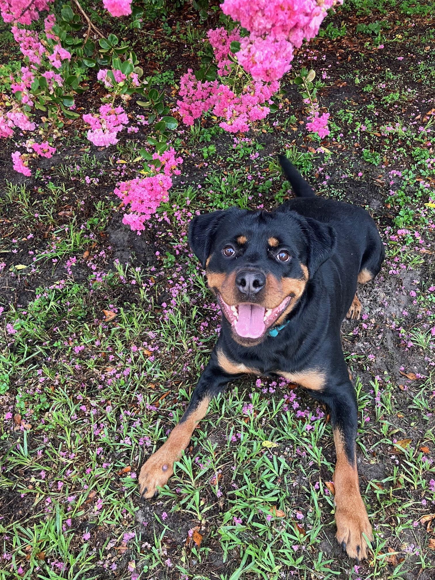 Enlarge POE, a Adoptable Rottweiler in Tampa, FL image 3/3