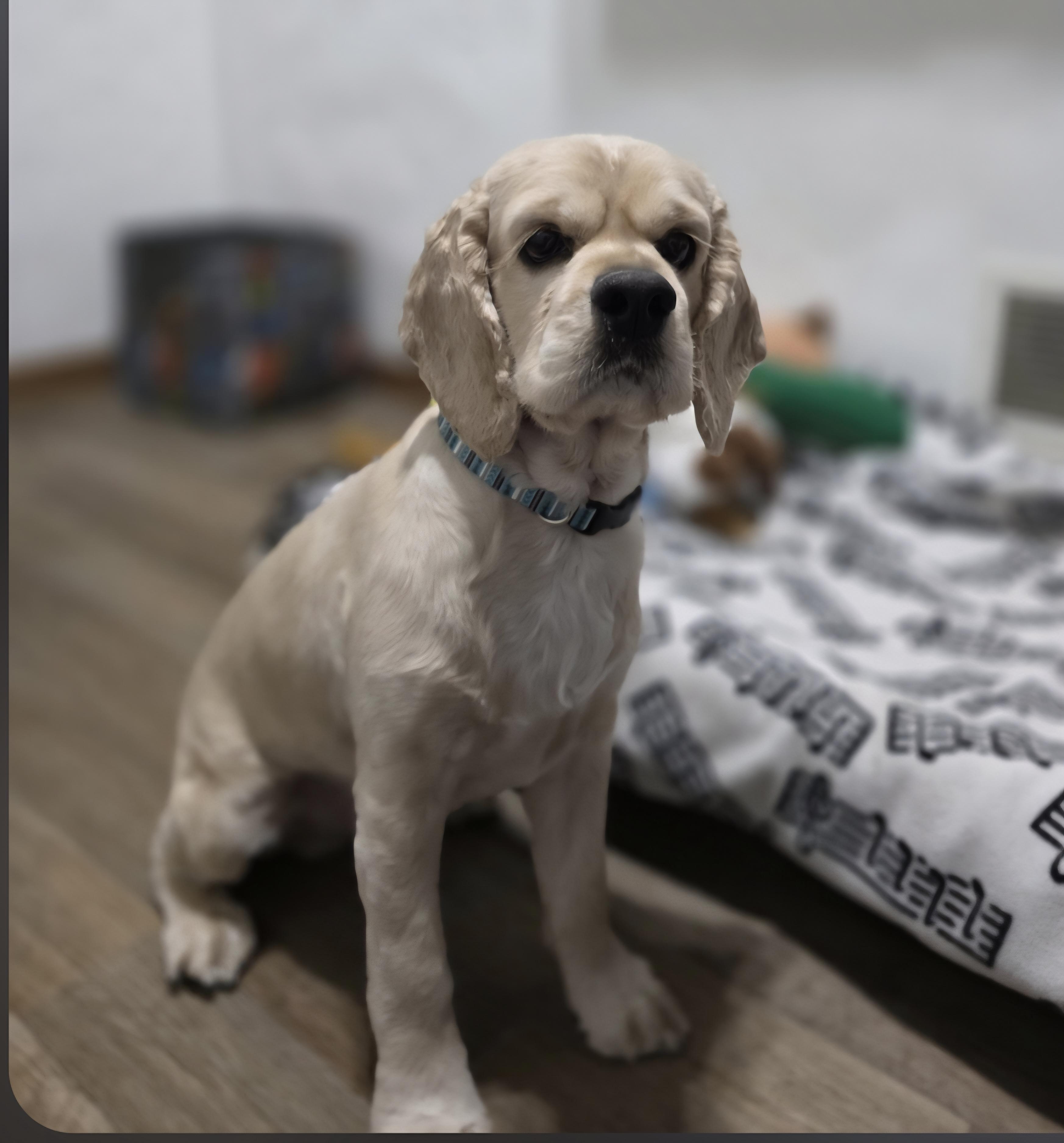 Bruno-* applications pending *, a ADOPTABLE Cocker Spaniel in Jamestown, ND image 1/6