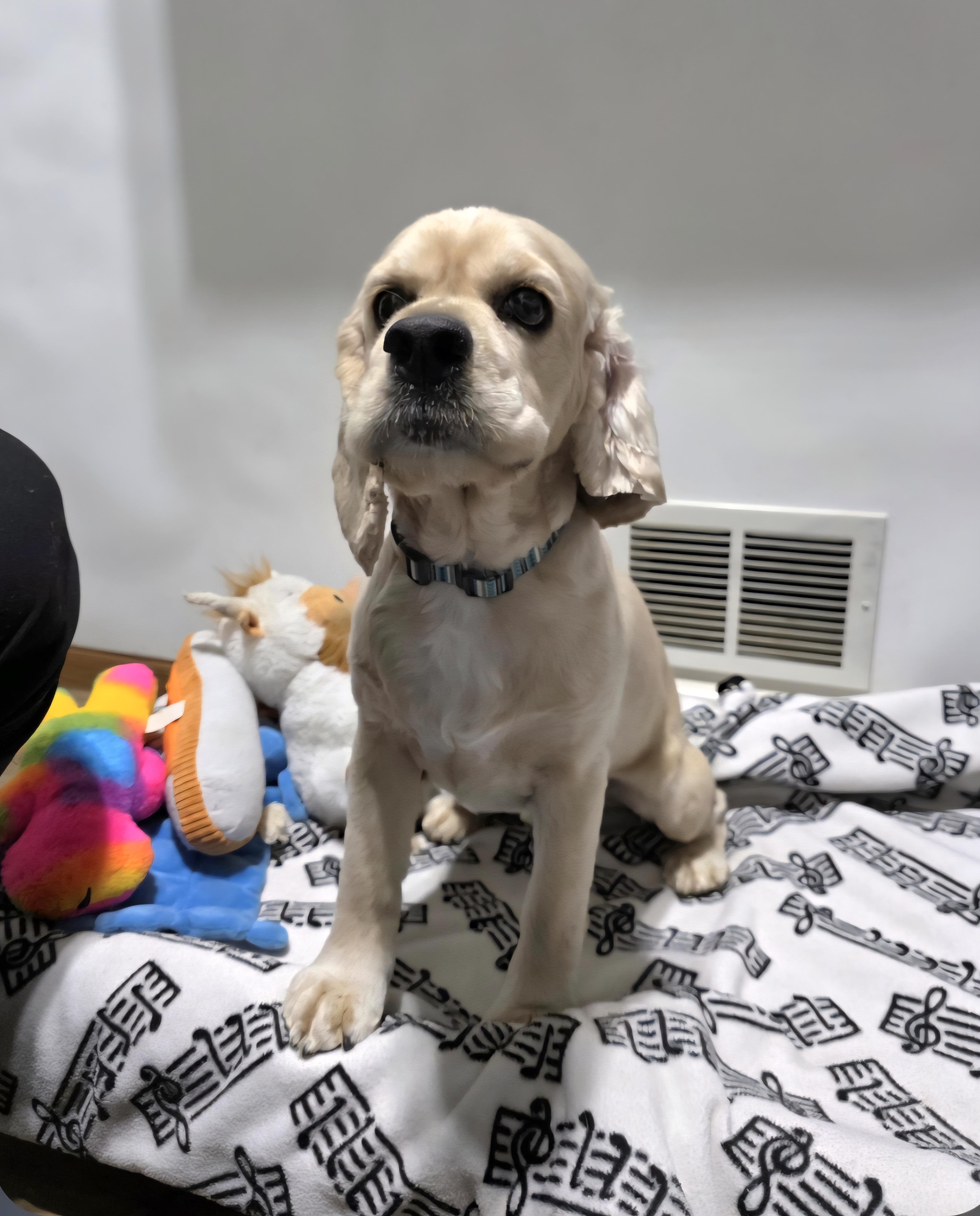 Bruno-* applications pending *, a ADOPTABLE Cocker Spaniel in Jamestown, ND image 3/6