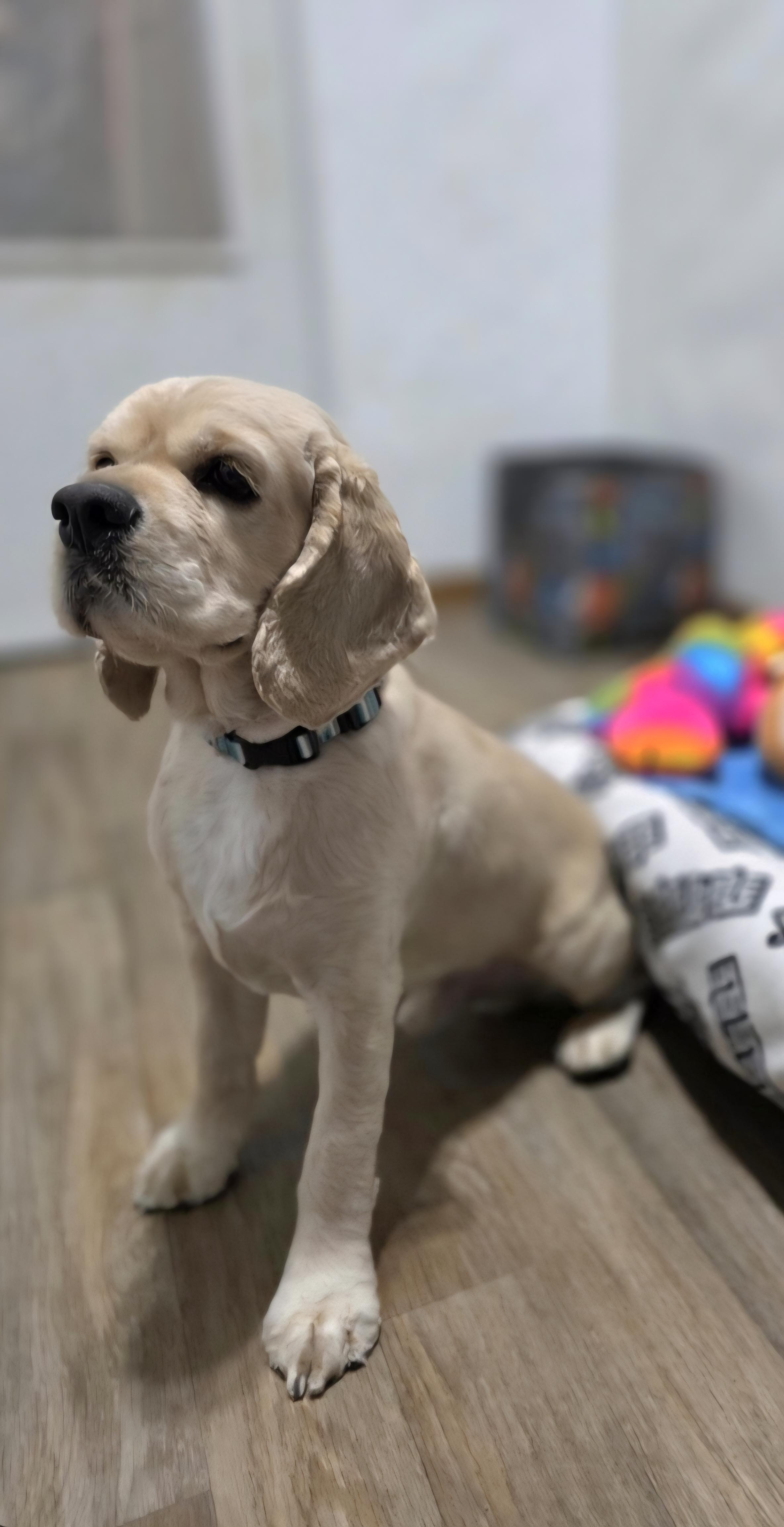 Bruno-* applications pending *, a ADOPTABLE Cocker Spaniel in Jamestown, ND image 4/6