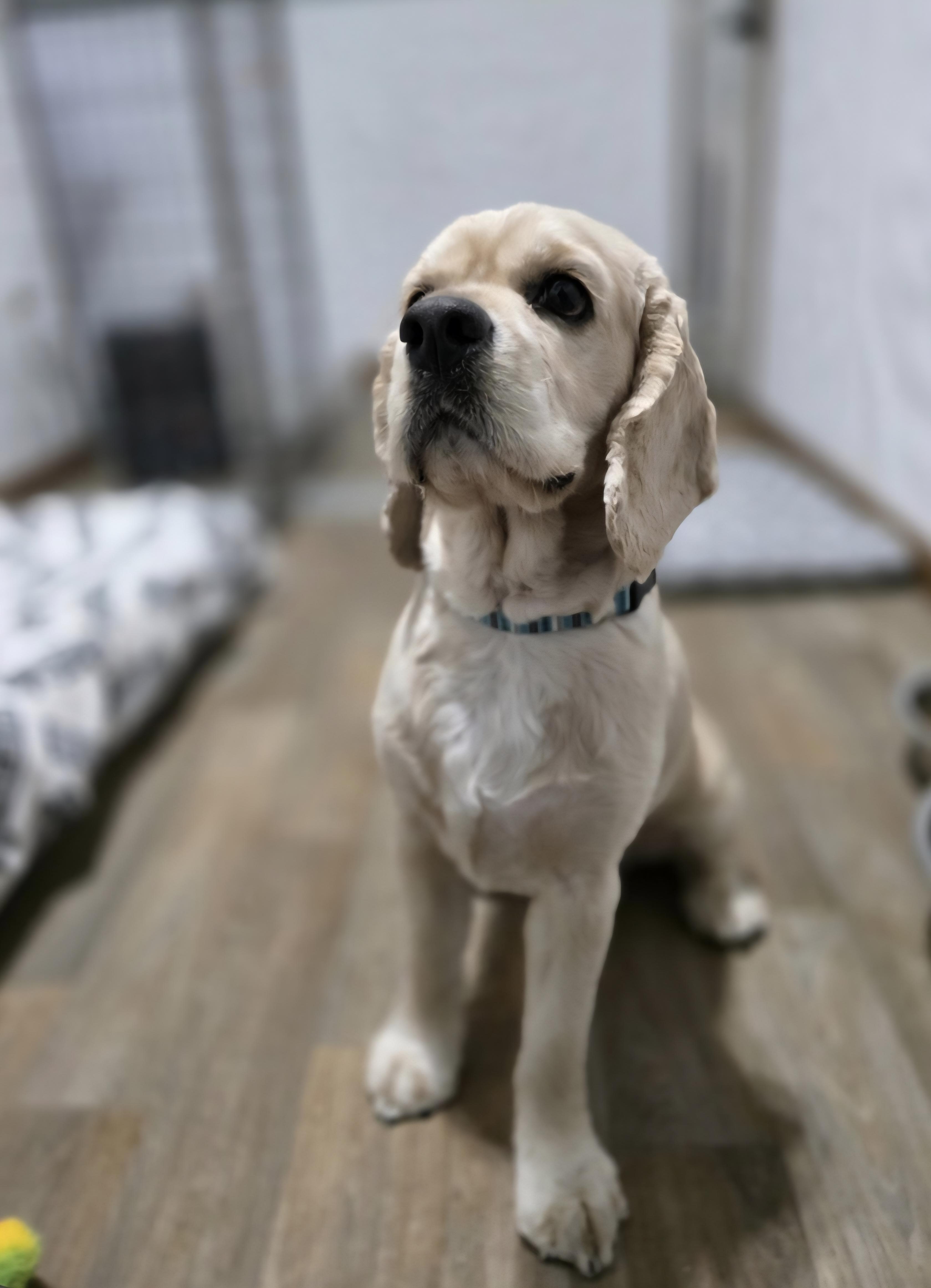 Bruno-* applications pending *, a ADOPTABLE Cocker Spaniel in Jamestown, ND image 2/6