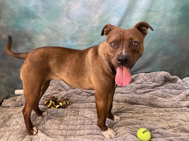 REINA, Adoptable, Young Female Pit Bull Terrier & Mixed Breed.