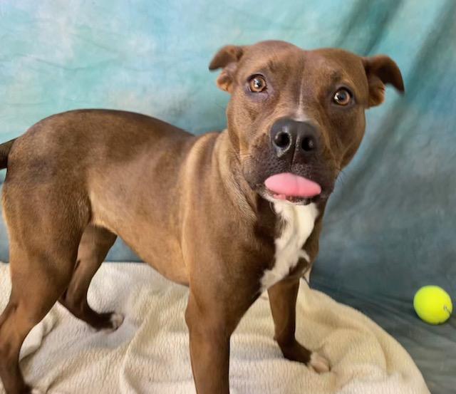 REINA, Adoptable, Young Female Pit Bull Terrier & Mixed Breed.