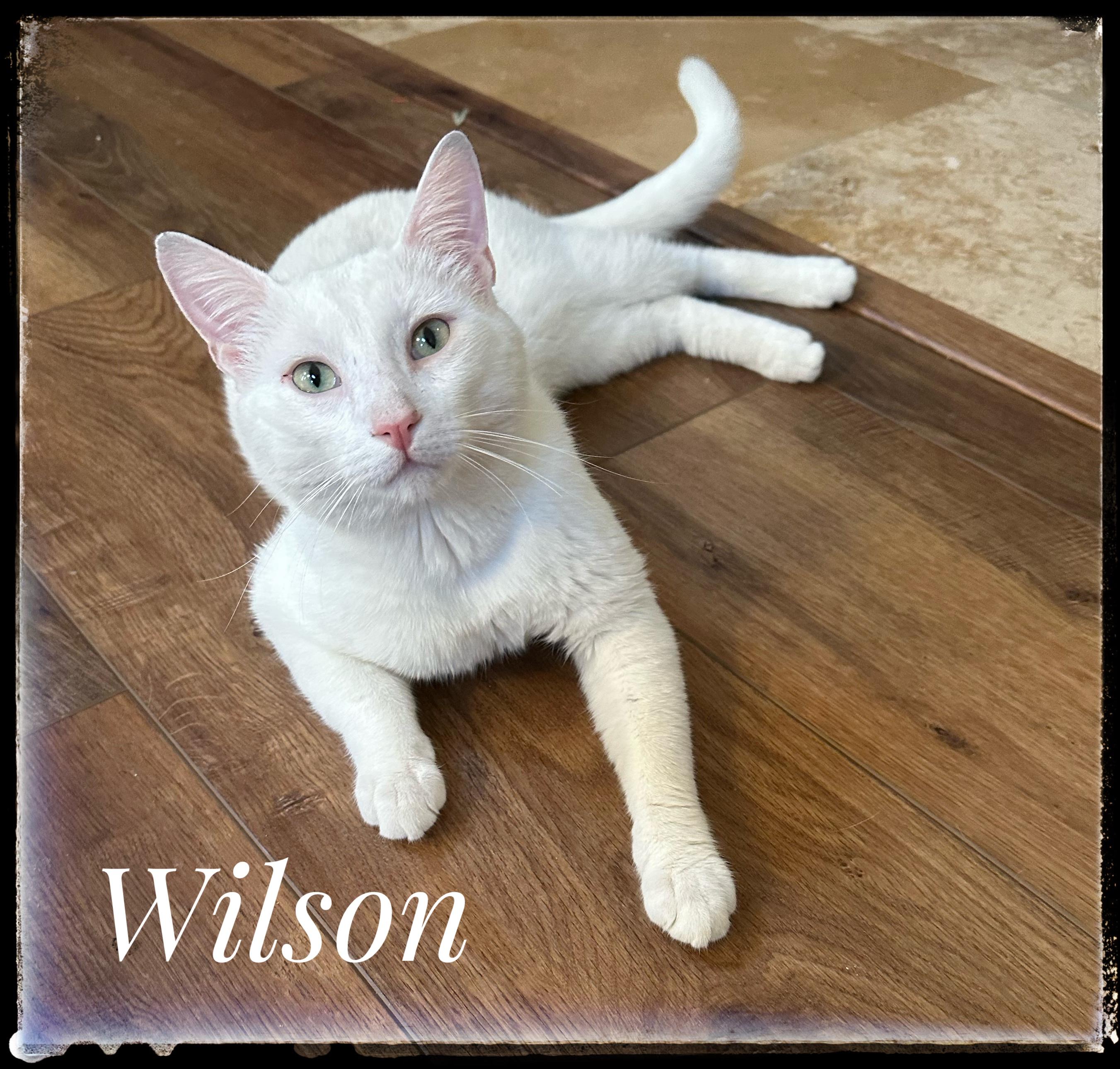 Wilson, Adoptable, Adult Male Domestic Short Hair.