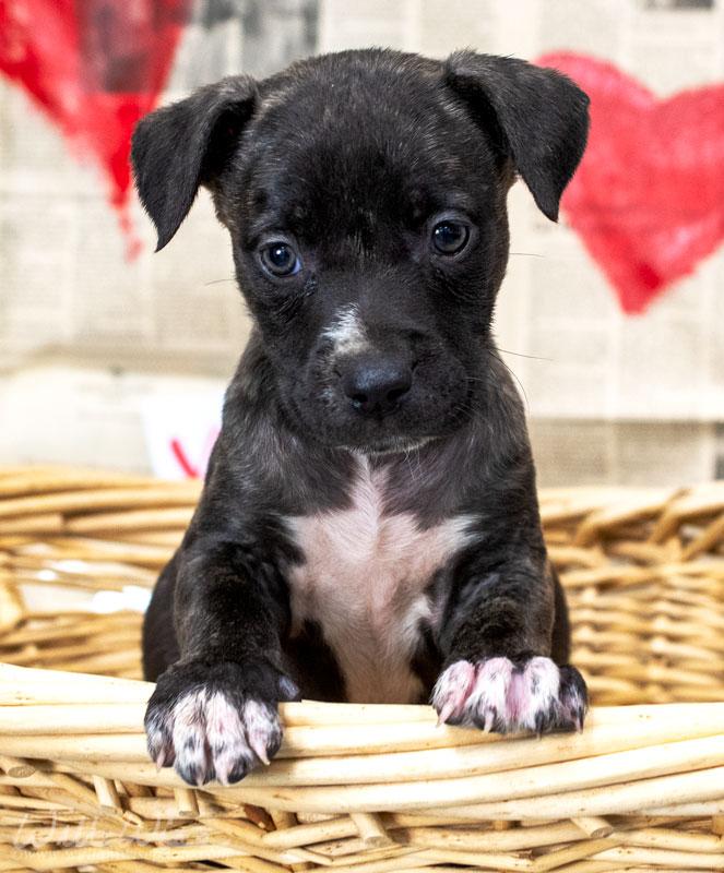 Cola #22516, ADOPTABLE, Puppy Female Labrador Retriever & Pit Bull Terrier.