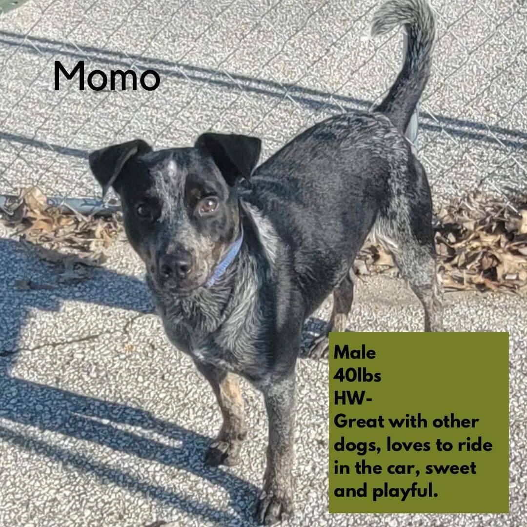 Momo, Adoptable, Adult Male Cattle Dog & Mixed Breed.
