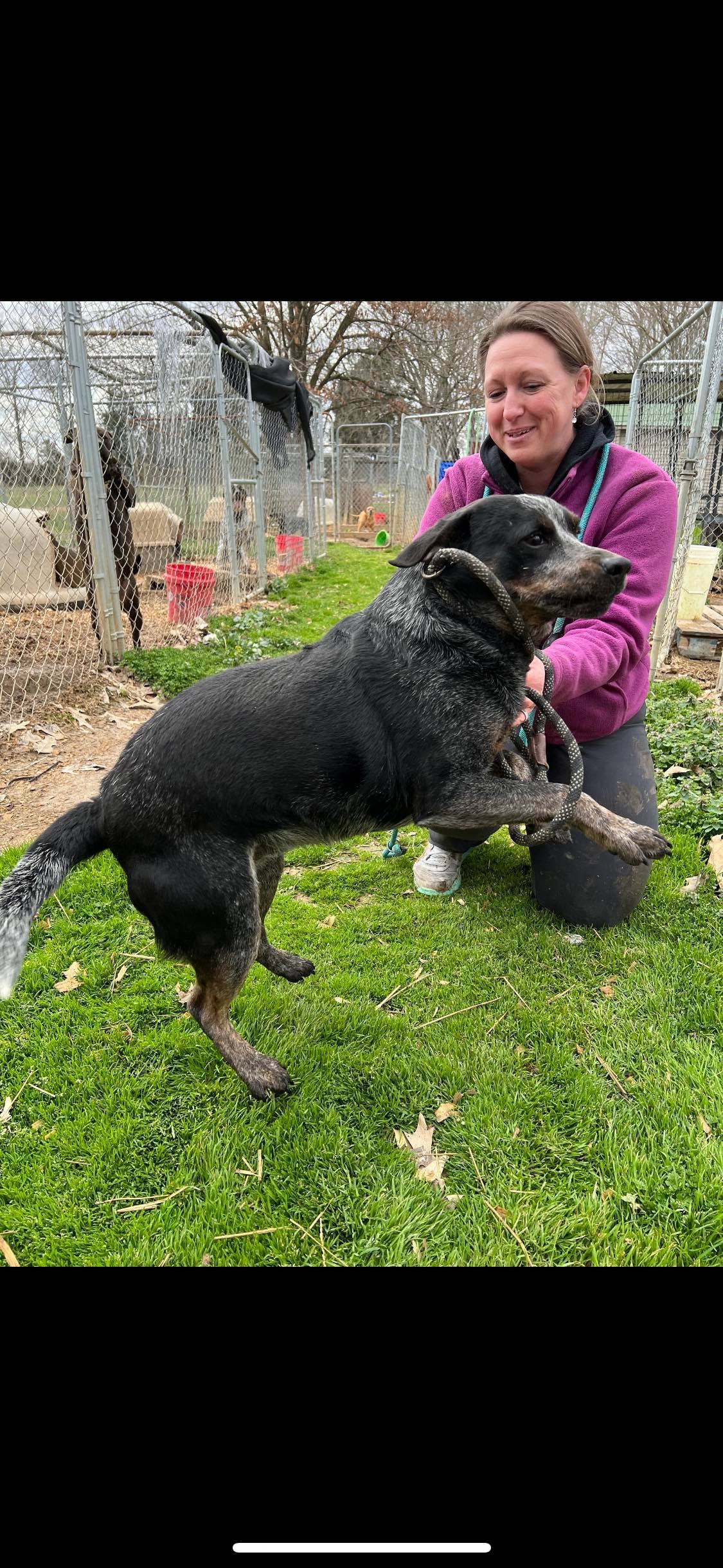 Momo, a Adoptable mixed breed in Greenfield, TN image 2/9