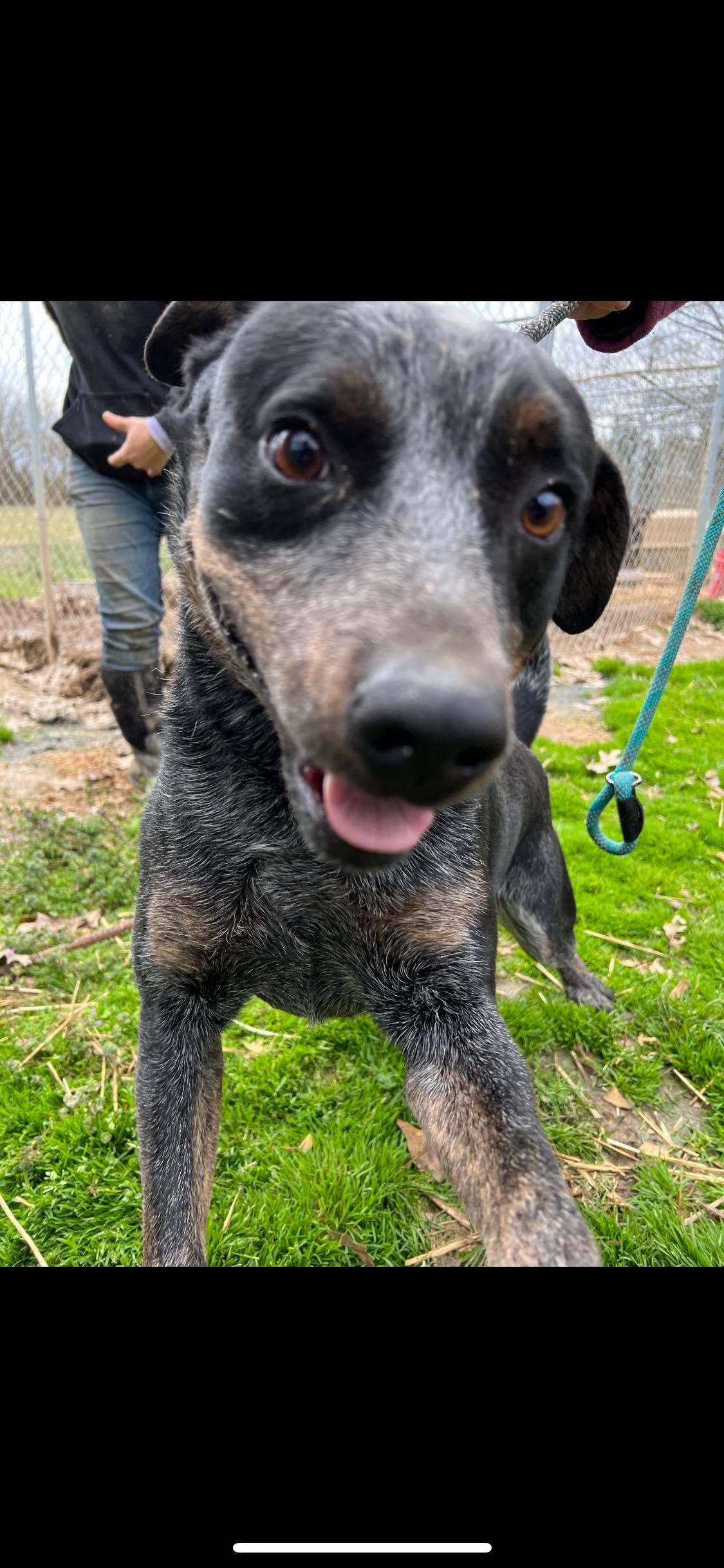 Momo, a Adoptable mixed breed in Greenfield, TN image 3/9