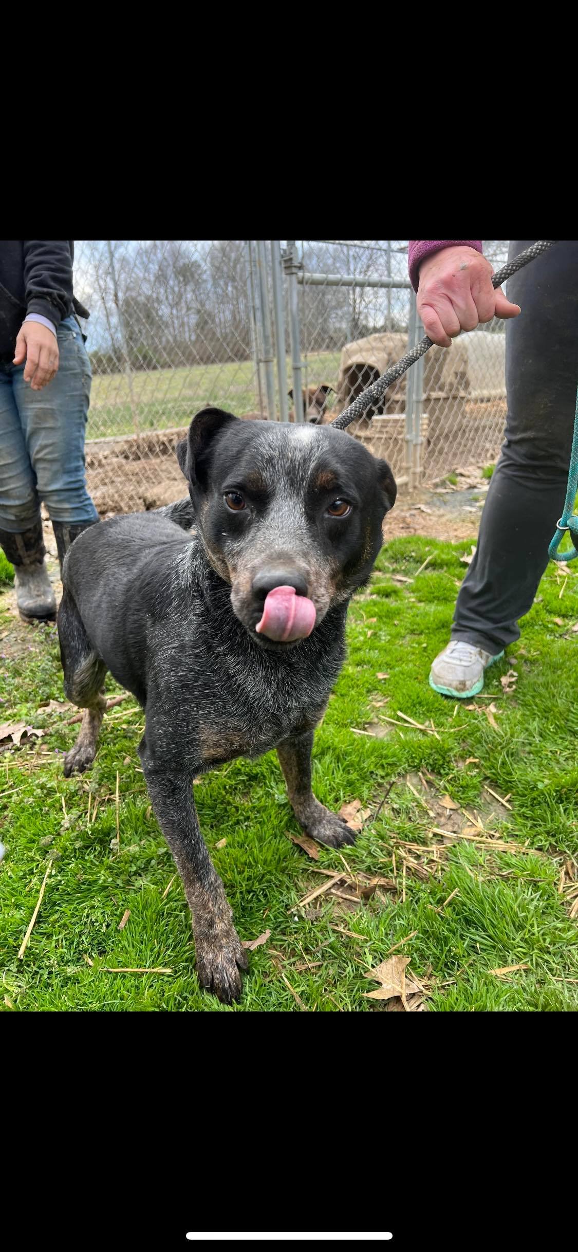 Momo, a Adoptable mixed breed in Greenfield, TN image 4/9