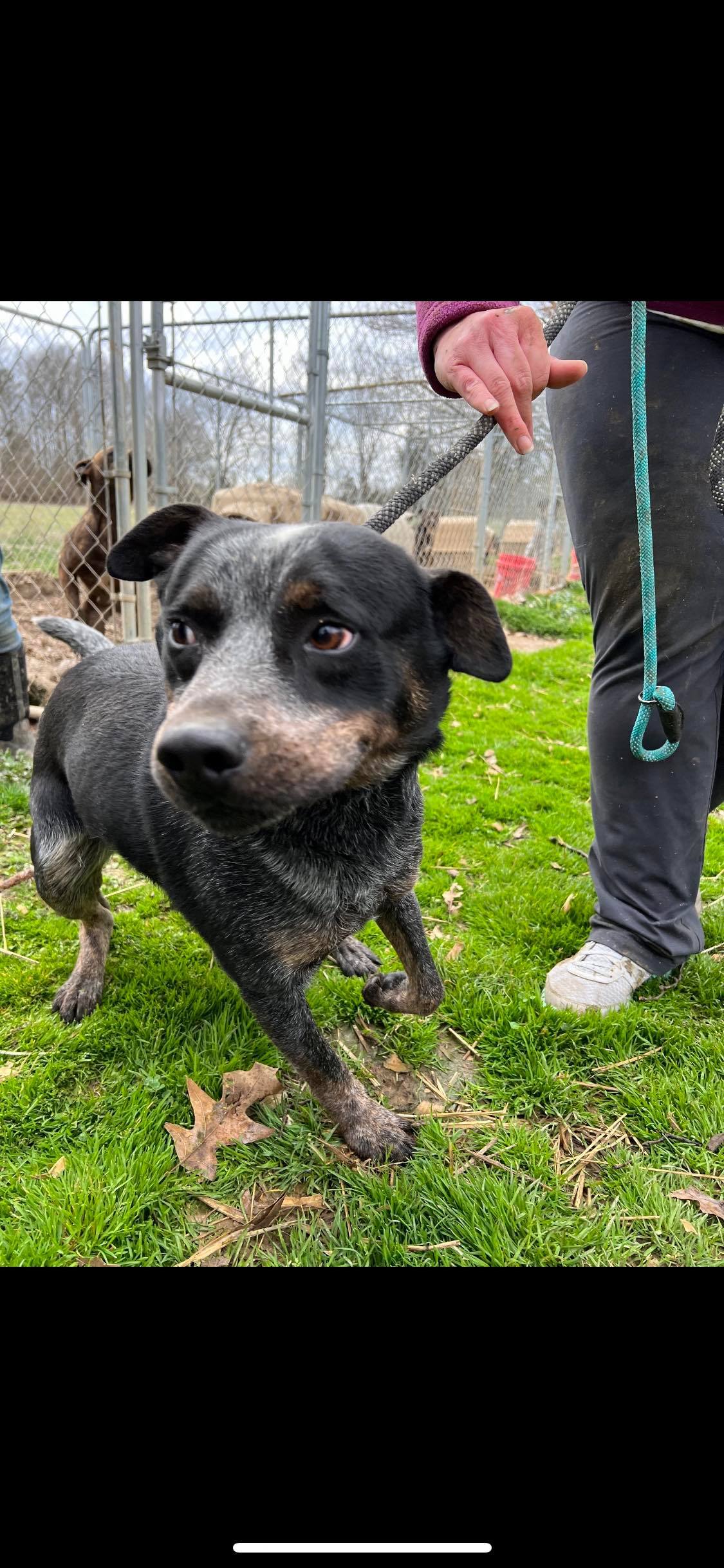 Momo, Adoptable, Adult Male Cattle Dog & Mixed Breed.