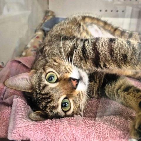 Enlarge Rosalia, an adopted Torbie in Salt Lake City, UT image 2/3