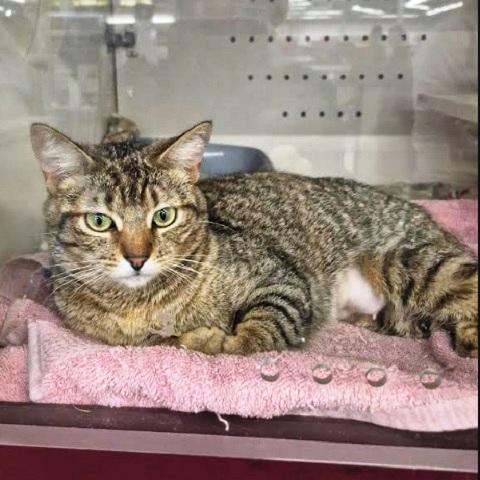 Enlarge Rosalia, an adopted Torbie in Salt Lake City, UT image 3/3