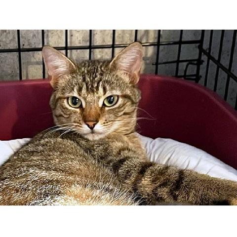 Rosalia, adopted, Adult Female Torbie.