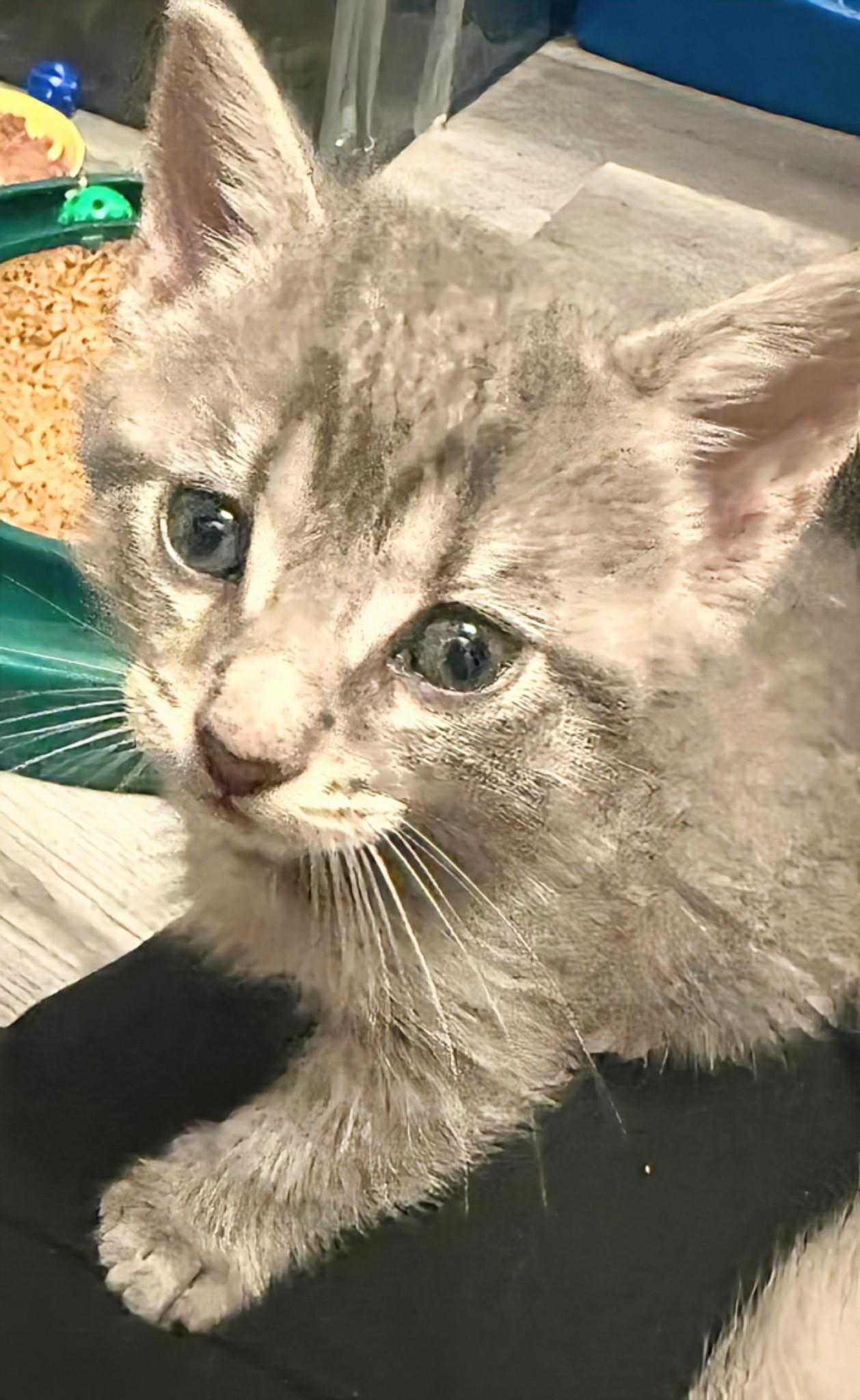 Dickie, adopted, Kitten Male Domestic Short Hair.