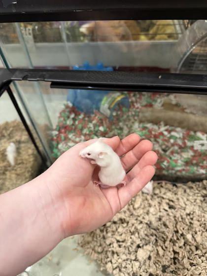 Enlarge Strawberry Jam, a ADOPTABLE Mouse in Annapolis, MD image 1/1