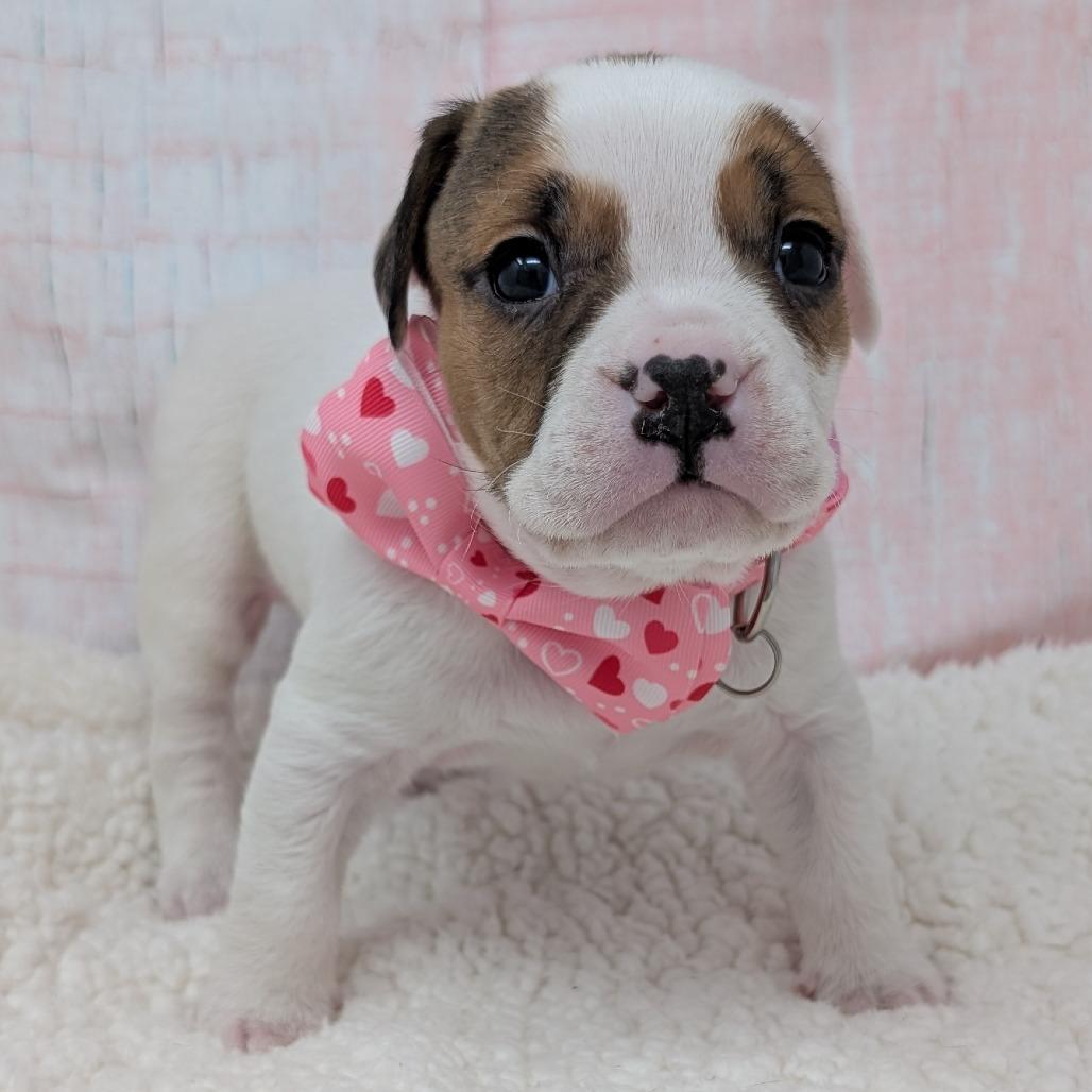 Enlarge Stover, a Adoptable mixed breed in Durham, NC image 2/6