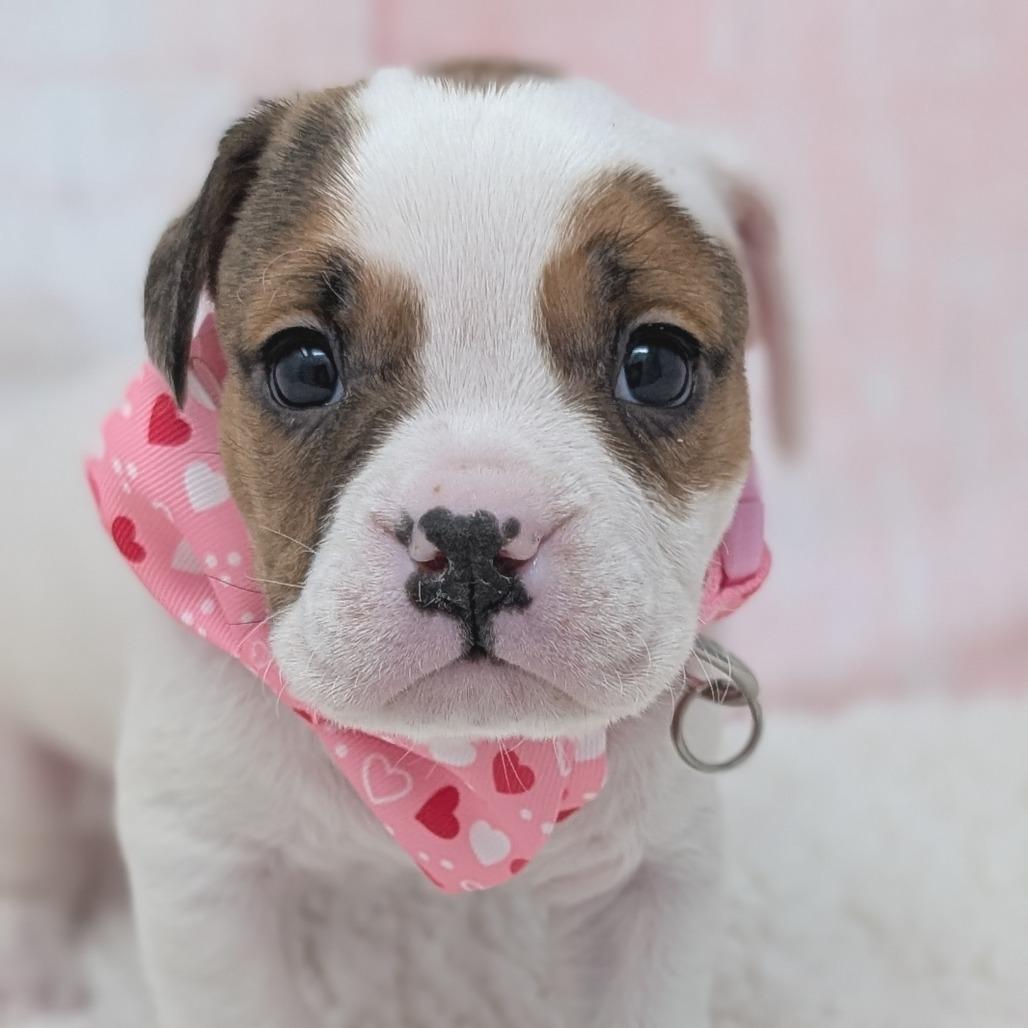 Enlarge Stover, a Adoptable mixed breed in Durham, NC image 3/6