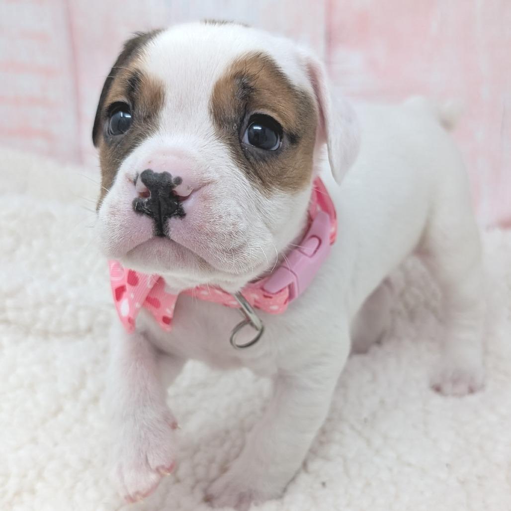 Enlarge Stover, a Adoptable mixed breed in Durham, NC image 4/6