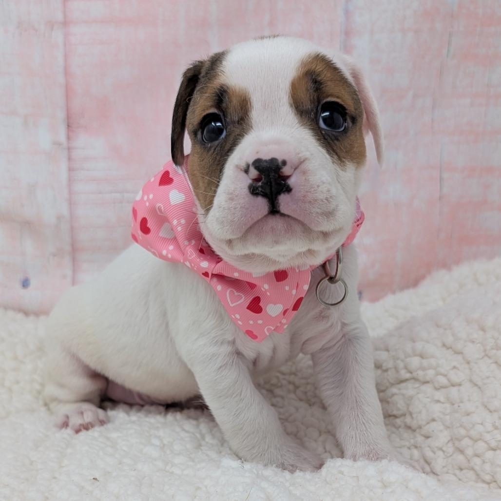 Enlarge Stover, a Adoptable mixed breed in Durham, NC image 5/6