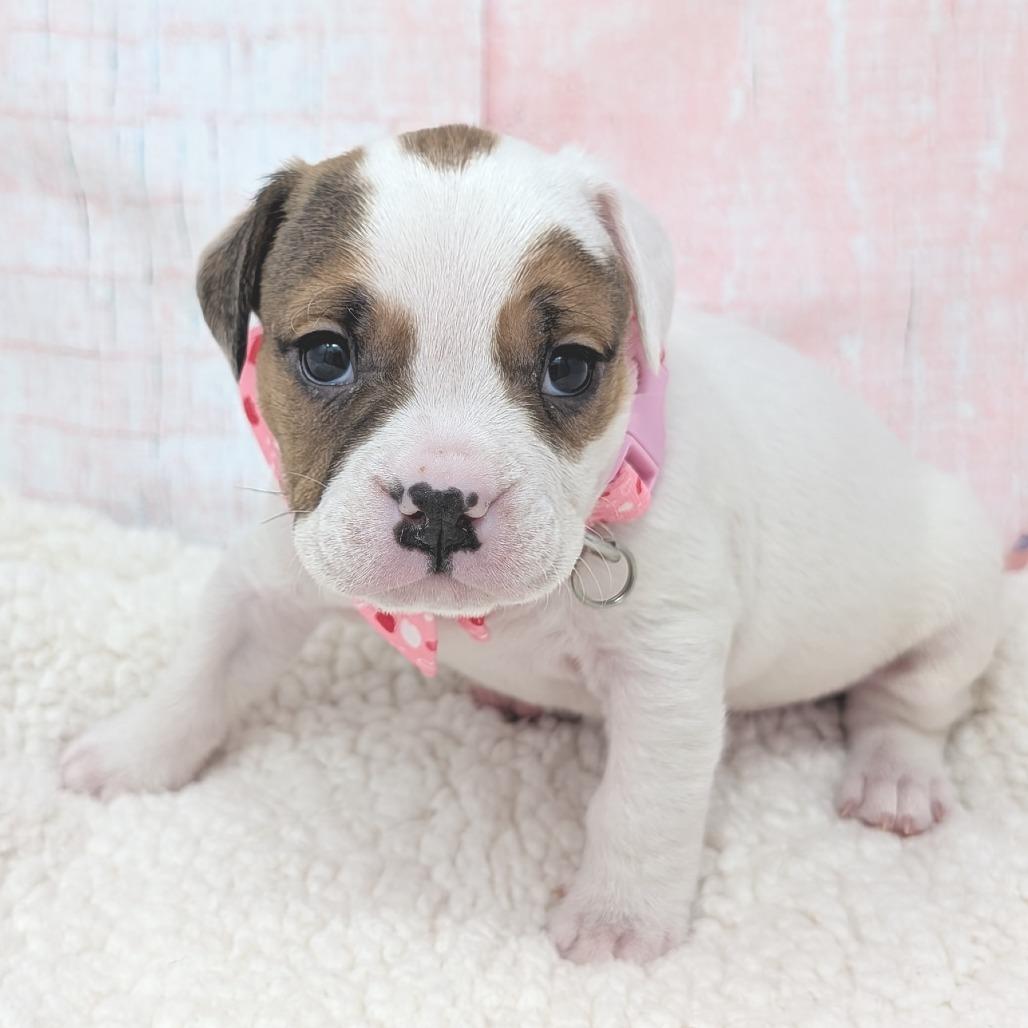 Enlarge Stover, a Adoptable mixed breed in Durham, NC image 6/6