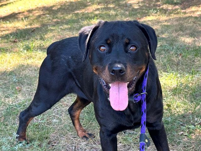 Enlarge CALLIOPE, a Adoptable Rottweiler in Charlotte, NC image 1/1