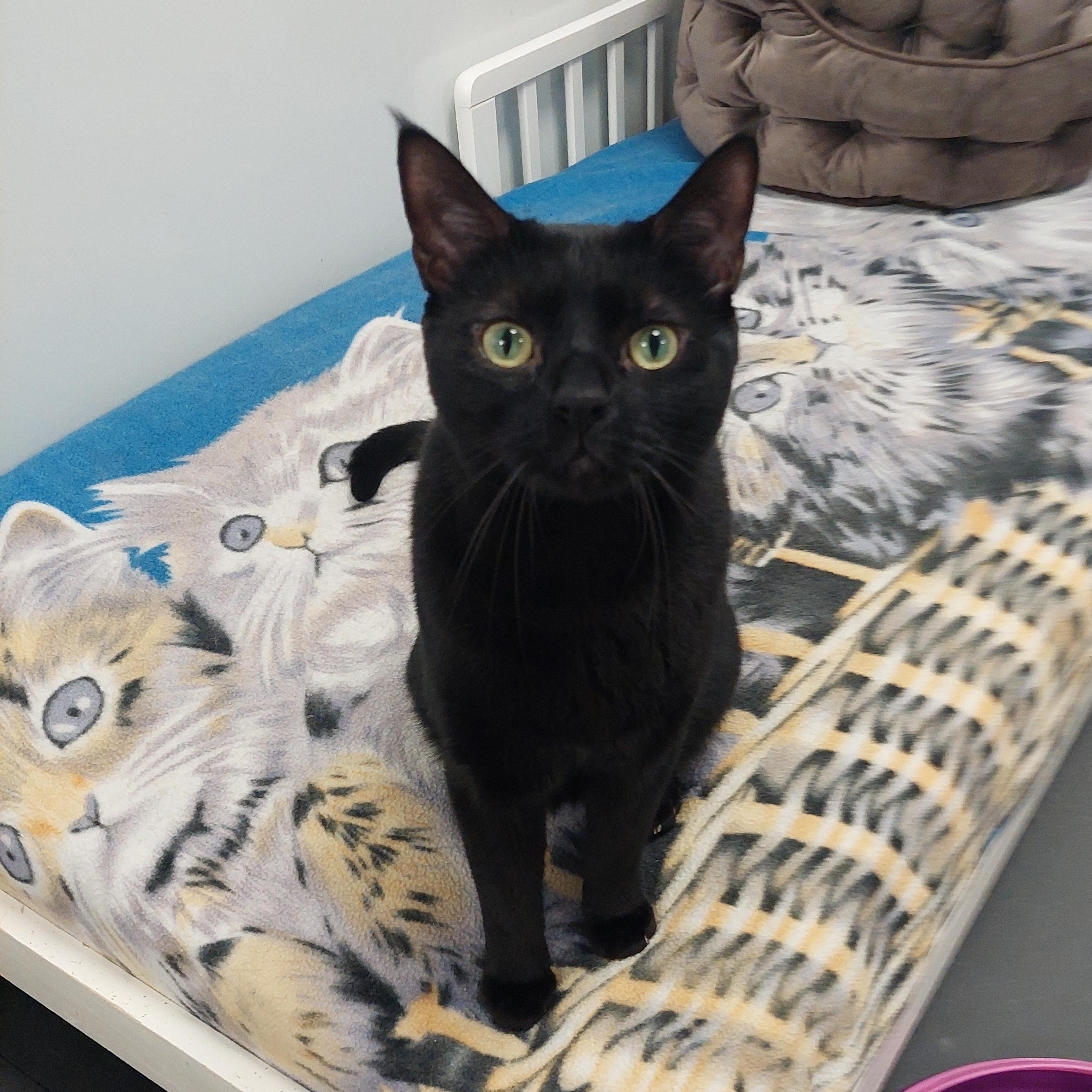 James, Adoptable, Adult Male Domestic Short Hair.