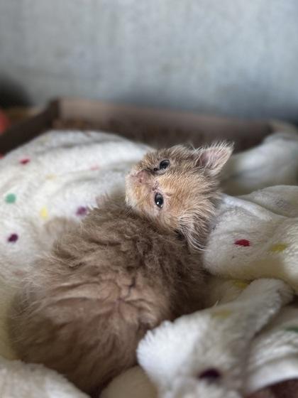 Ravioli, Adoptable, Kitten Male Domestic Long Hair & Domestic Short Hair.