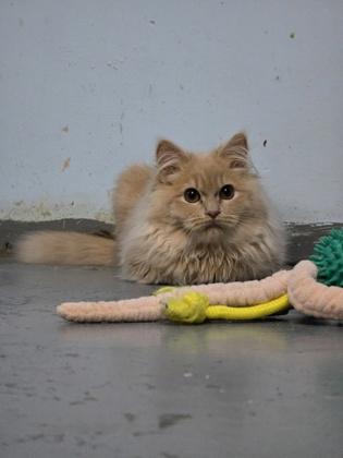 Enlarge Ravioli, a Adoptable mixed breed in Moses Lake, WA image 2/3