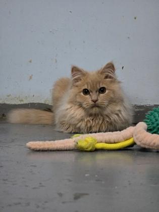 Enlarge Ravioli, a Adoptable mixed breed in Moses Lake, WA image 3/3