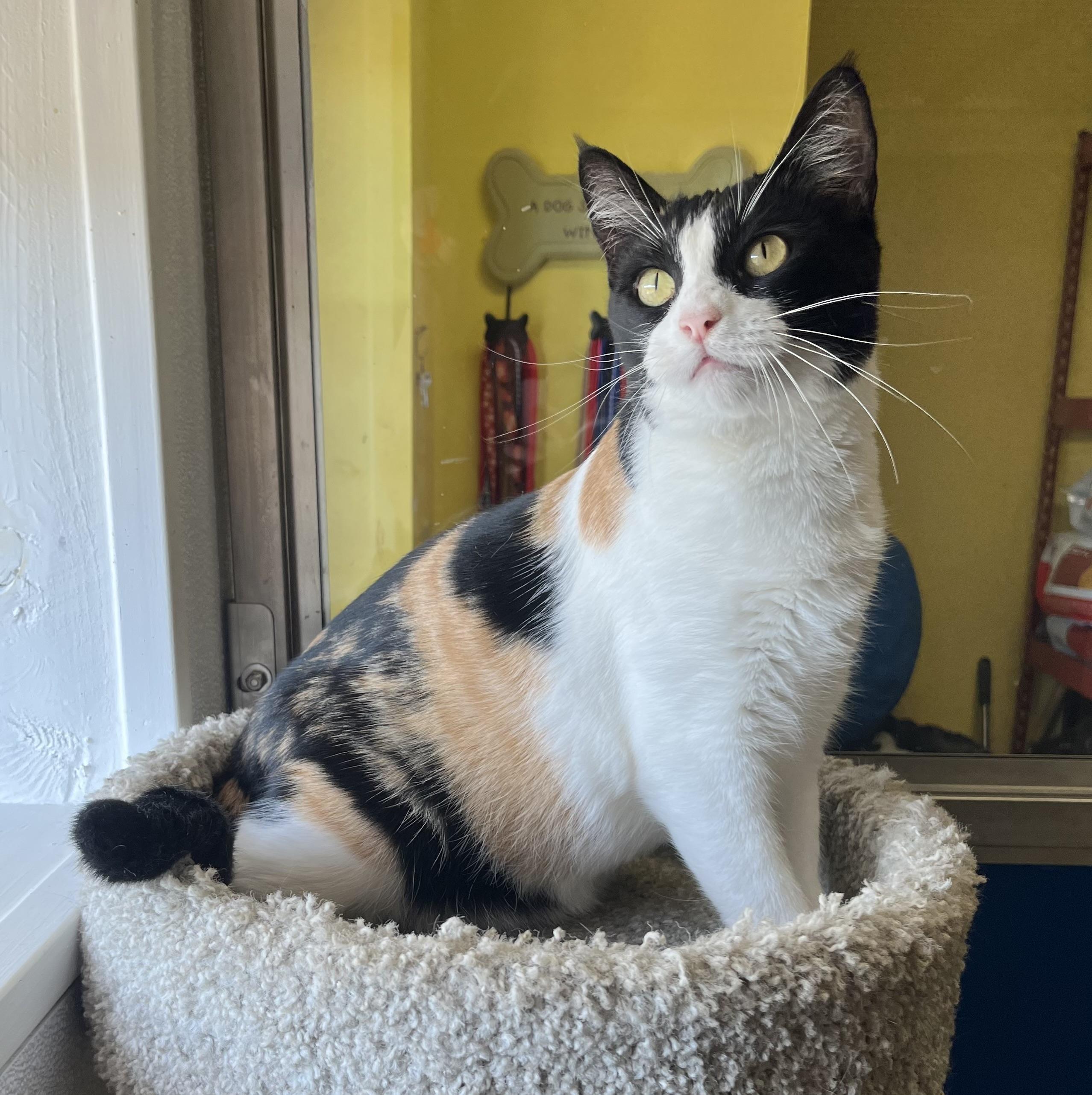 Tallulah, Adoptable, Young Female Calico & Tabby.