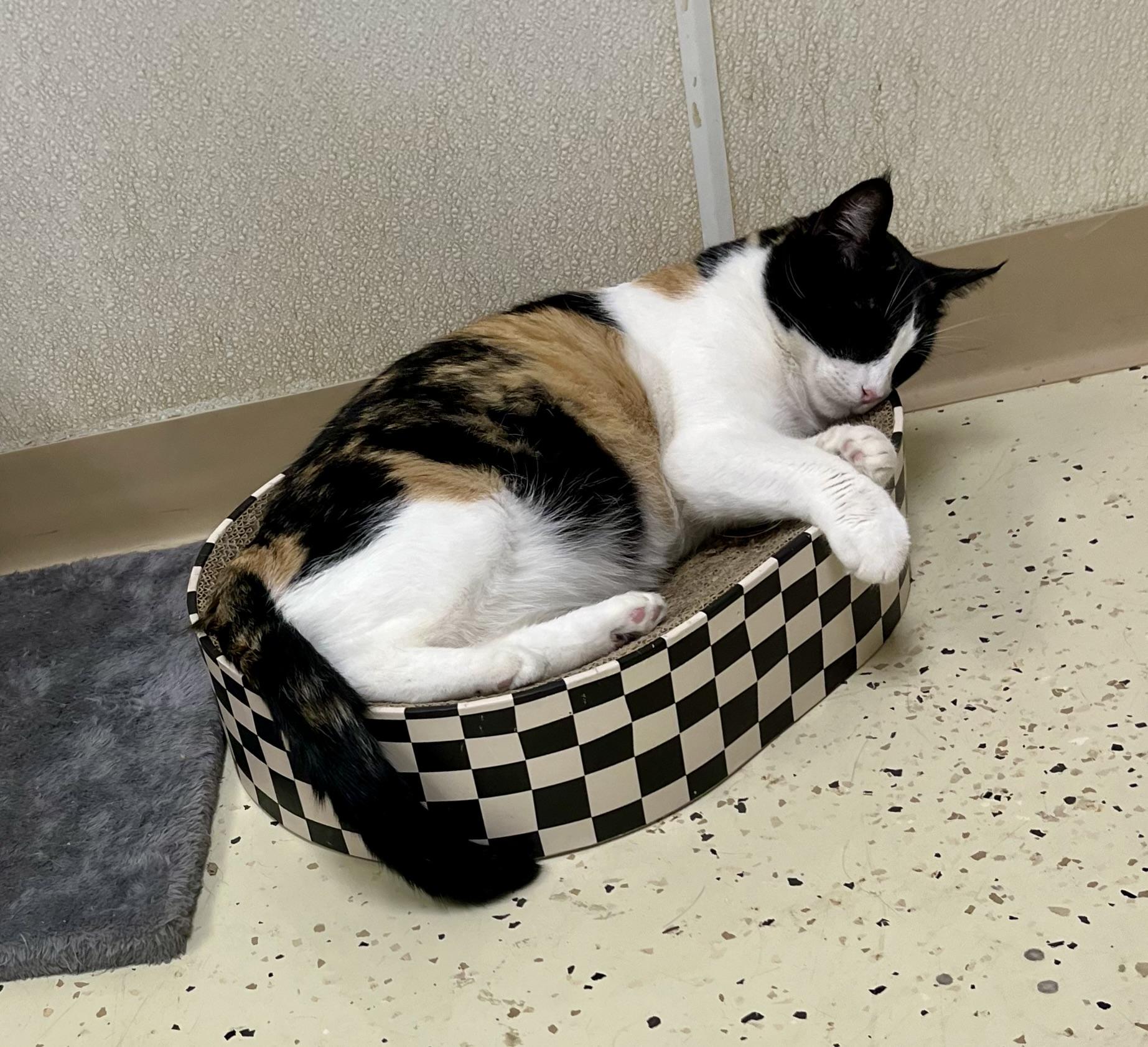 Enlarge Tallulah, a Adoptable mixed breed in Hillsboro, TX image 6/6