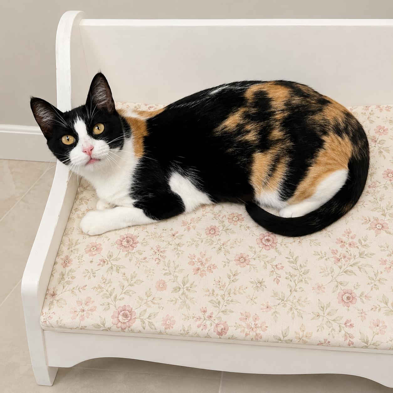 Tallulah, a Adoptable mixed breed in Hillsboro, TX image 2/6