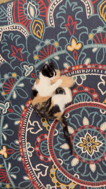 Enlarge Tallulah, a Adoptable mixed breed in Hillsboro, TX video 6/6