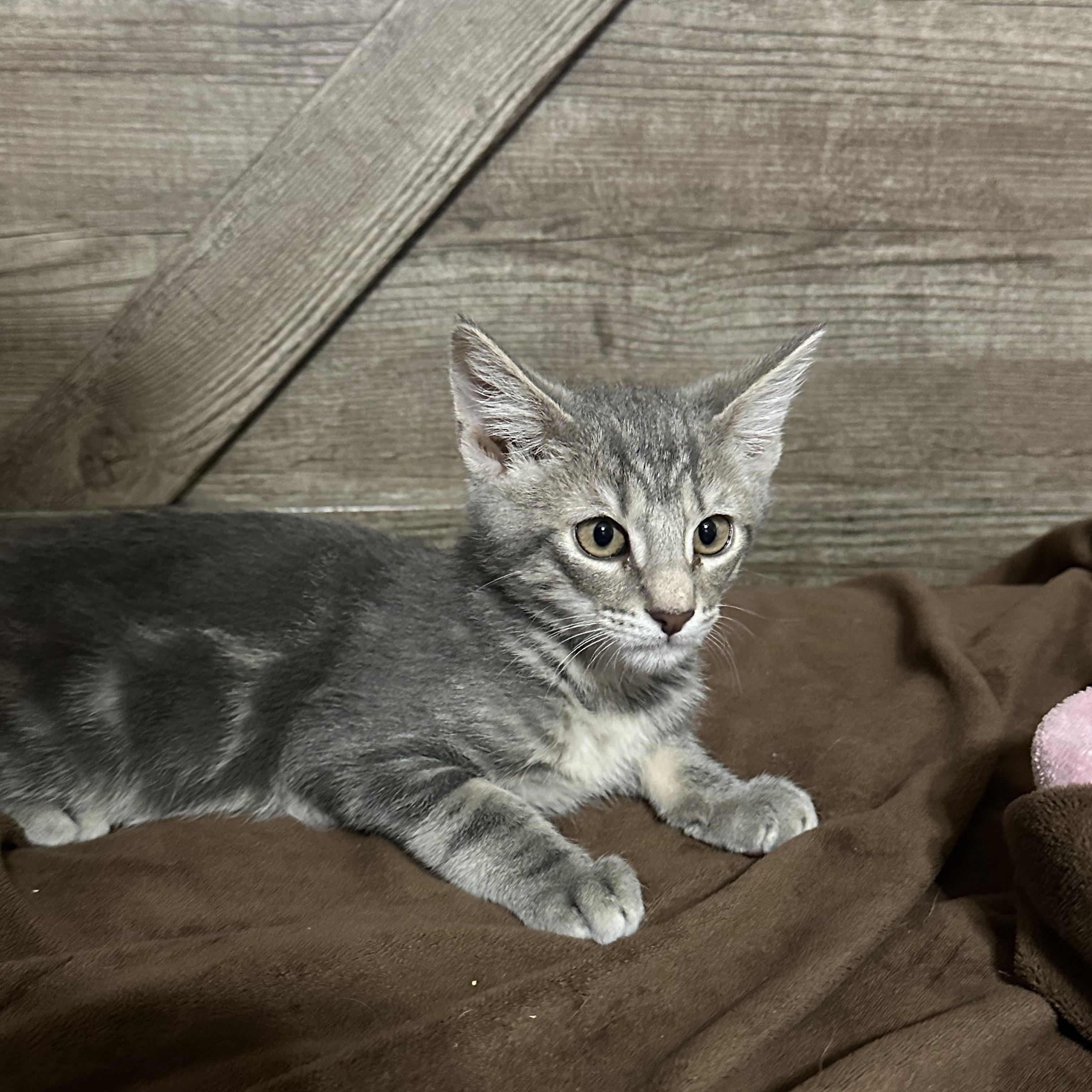 Rex, an adopted Domestic Short Hair in queen creek, AZ image 1/2