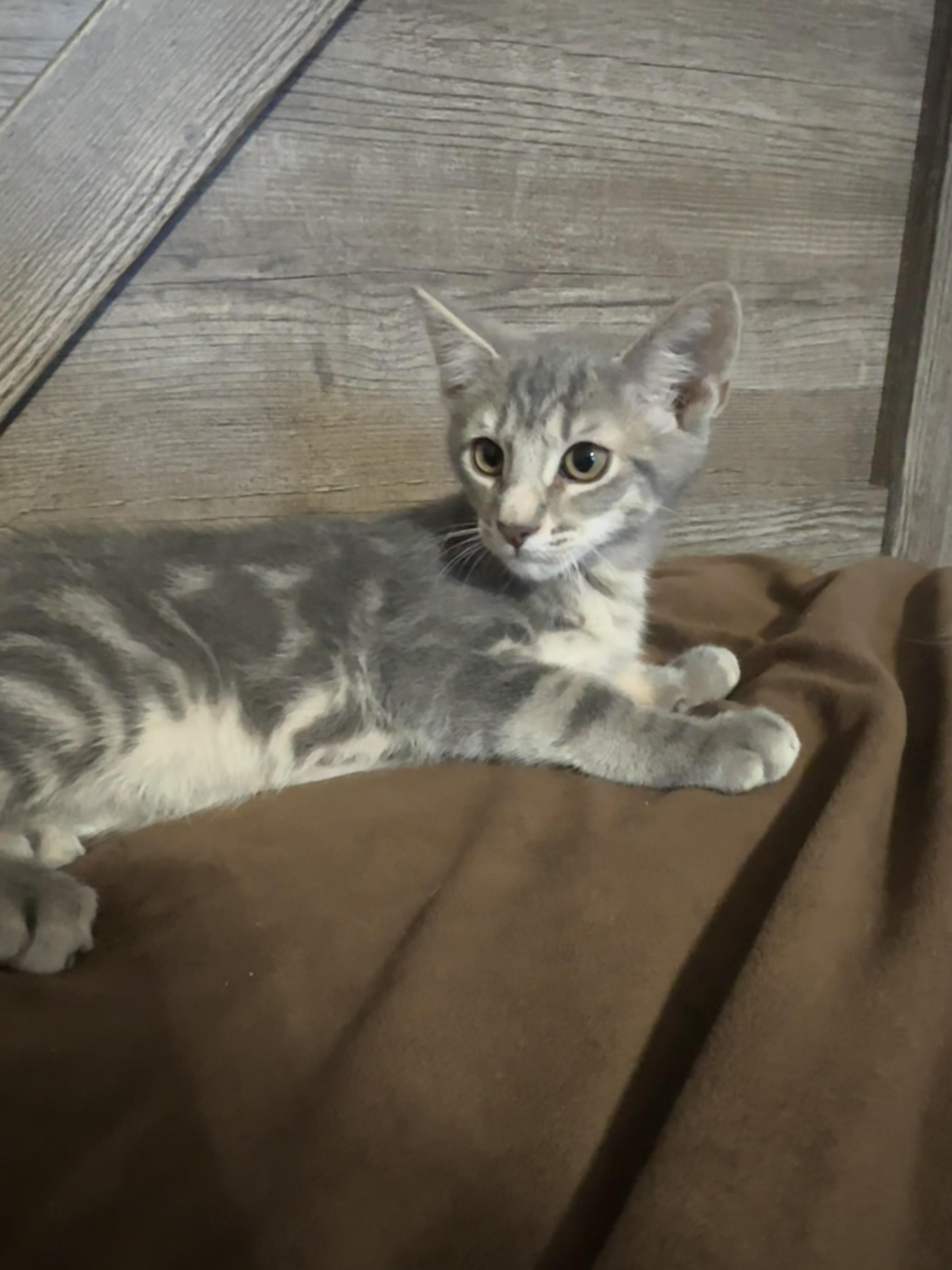 Rex, an adopted Domestic Short Hair in queen creek, AZ image 2/2