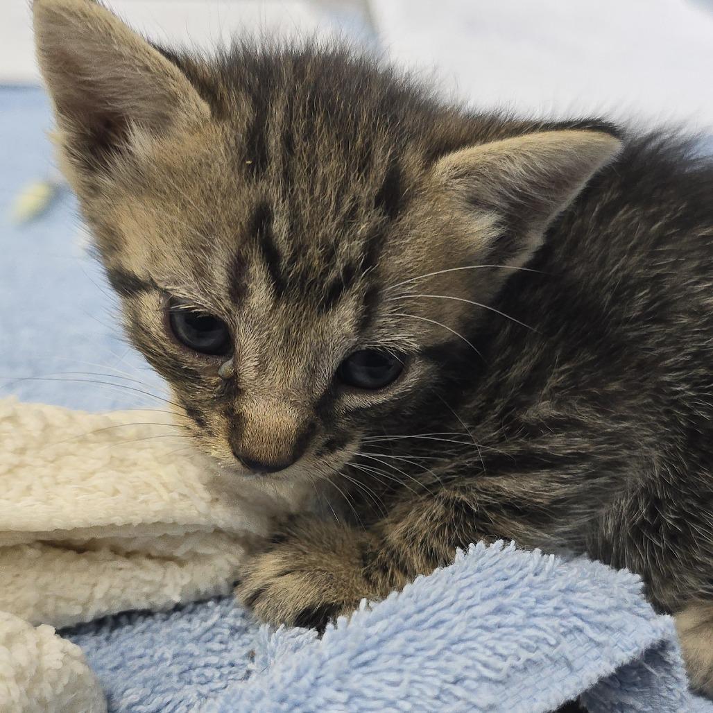 Genevieve 26-0646, Adoptable, Kitten Female Domestic Short Hair.